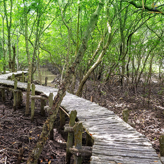 Khám Phá Rừng Sác Cần Giờ