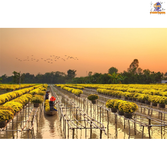 TP. HCM - Tiền Giang - Bến Tre -  Năm Căn - Cà Mau - Bạc Liêu - Sóc Trăng - Cần Thơ